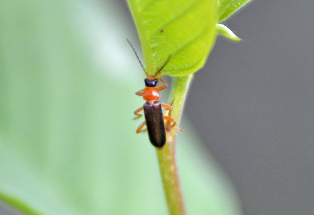 Cantharis cfr. flavilabris